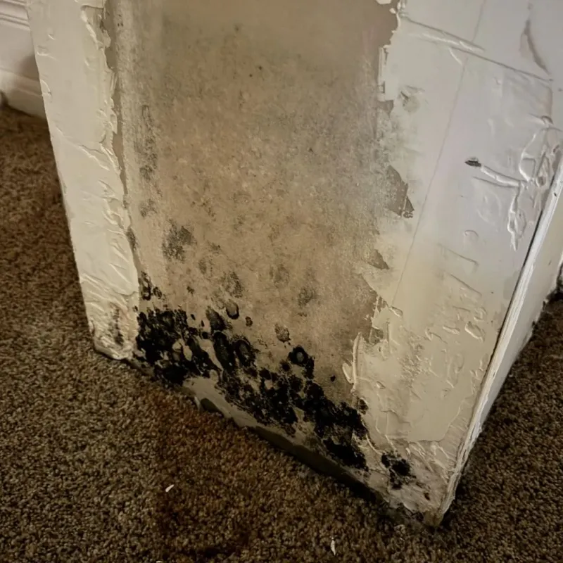 Professional Mold Removal in Russell County, KY